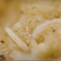 A világ legveszélyesebb sajtját,a Casu marzu-t, a légylárvák érlelik.