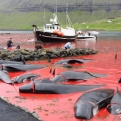 Rekordszámú delfint öltek meg a Feröer-szigeteken
