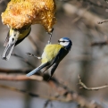 A téli madáretetés aranyszabályai