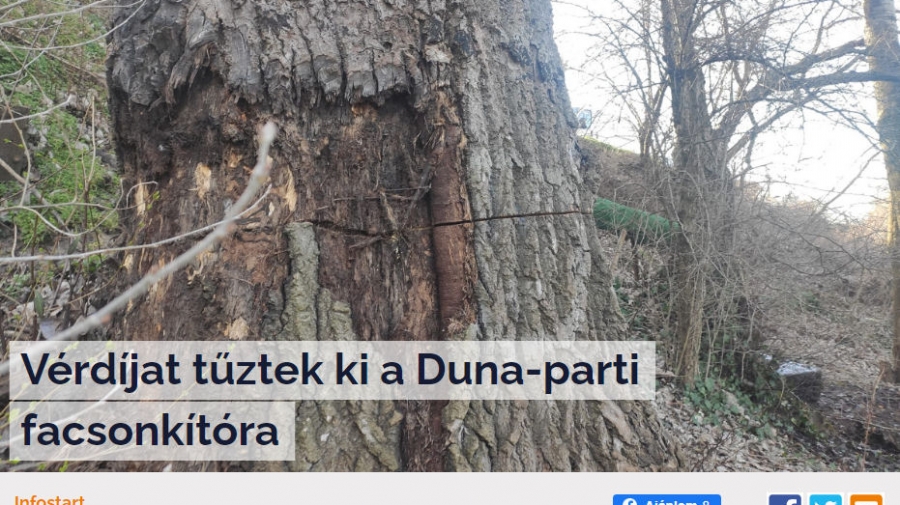100 ezer forint fejpénzt  tűzött ki a dunakeszi polgármester a fapusztítás miatt.